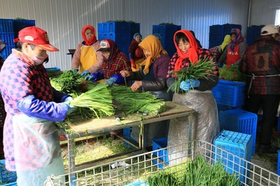 鄉(xiāng)村婦女的增收新路 鎮(zhèn)辦企業(yè)里，六小時(shí)換來四十元與出口的韭菜